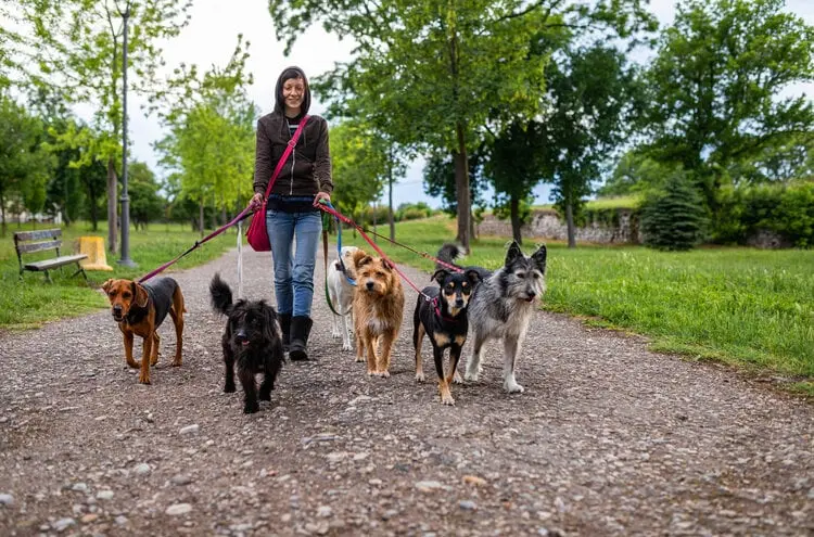 Los perros reales del instructor
